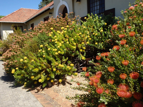 Kirstenbosch National Botanical Garden.